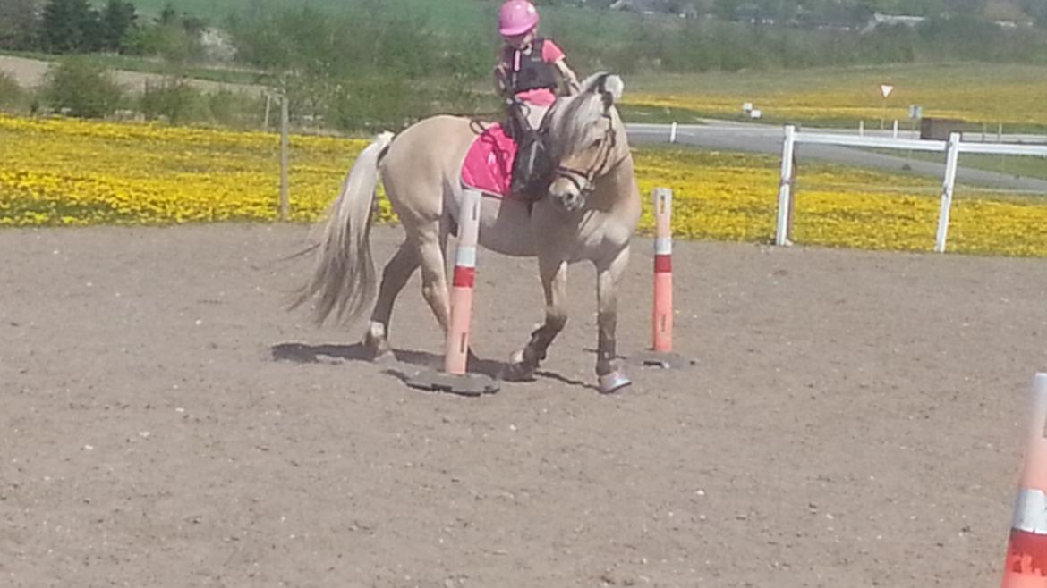 Fjordhest Bobby billede 10