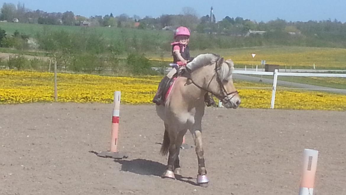 Fjordhest Bobby billede 11