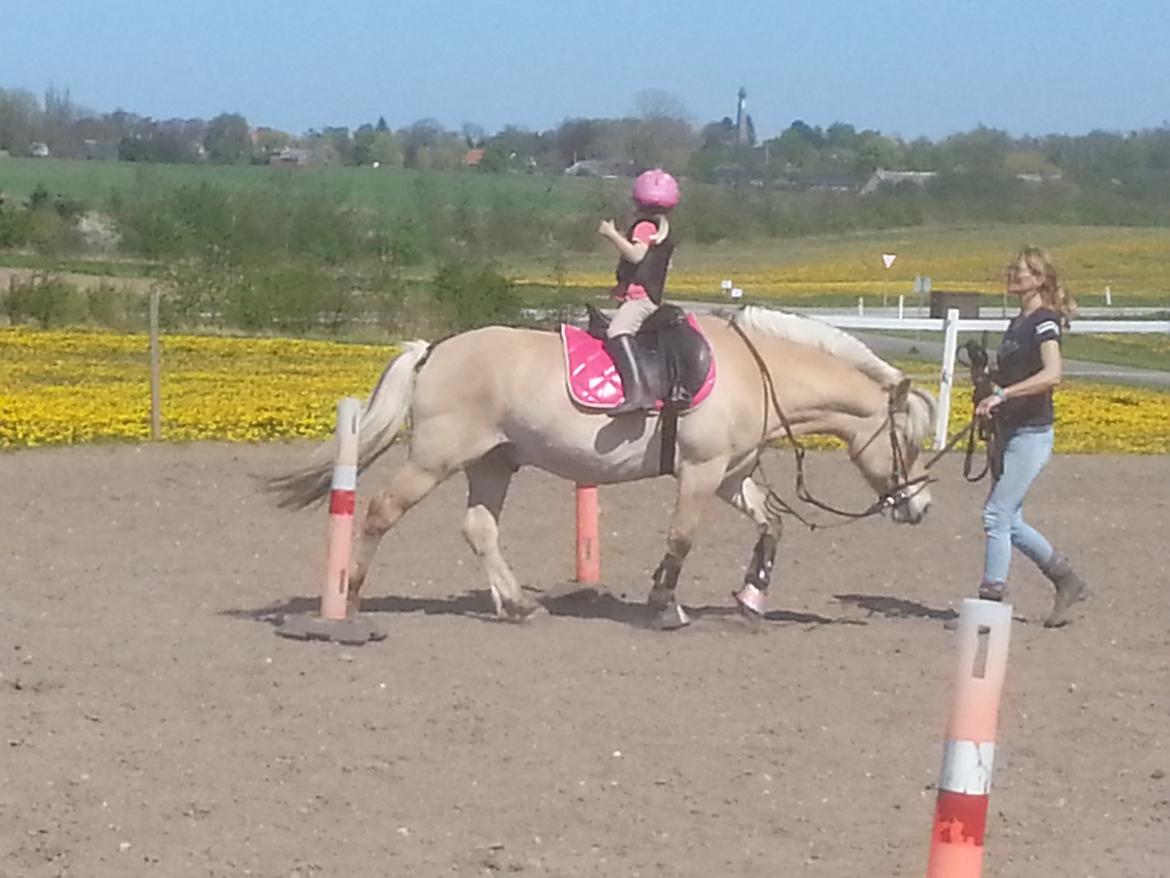 Fjordhest Bobby billede 12