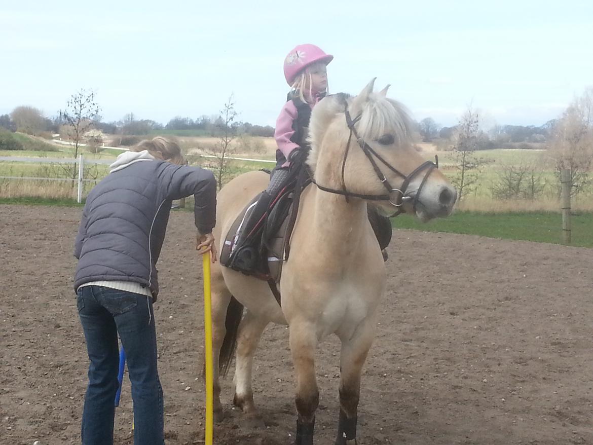 Fjordhest Bobby billede 13