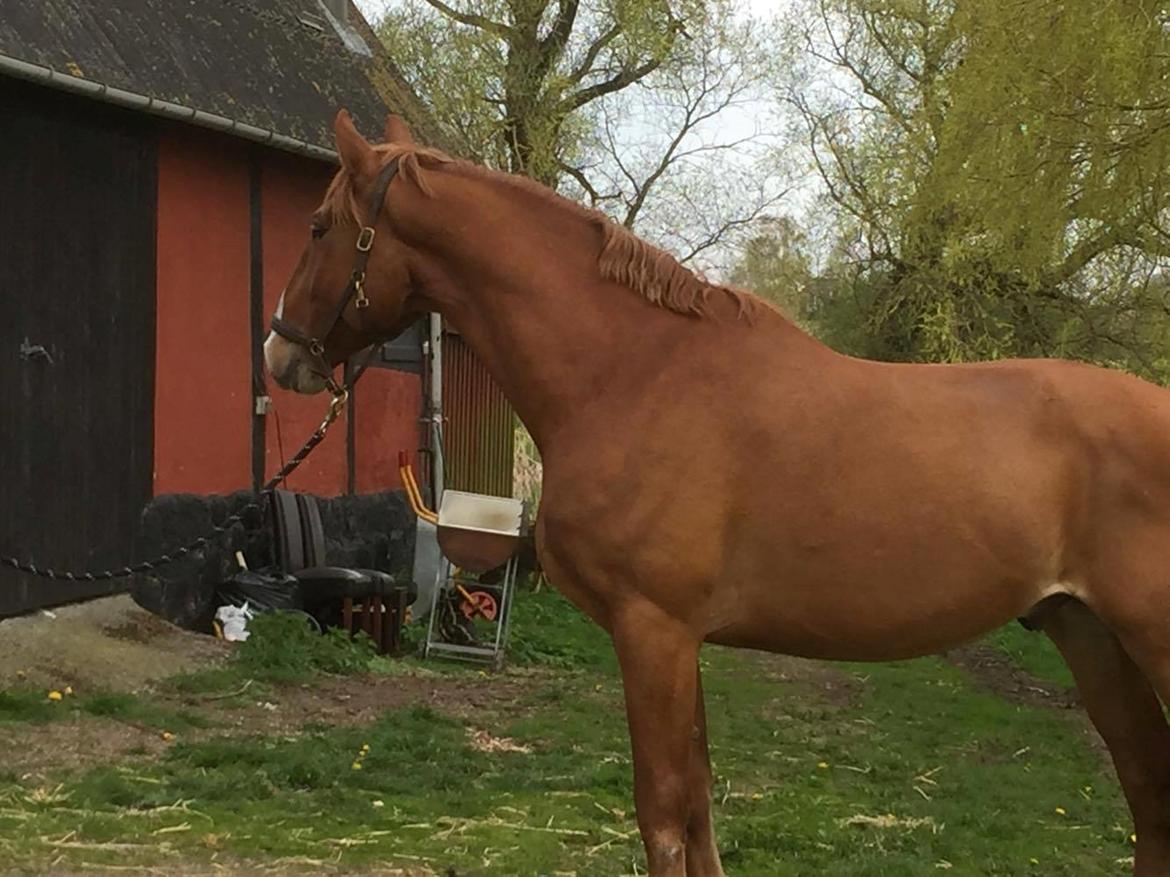 Frederiksborg Delux billede 9