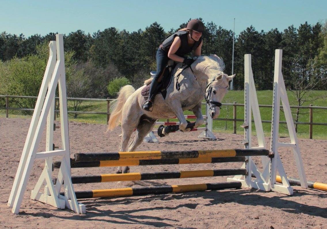 Arabisk fuldblod (OX) Ho-Cosmo billede 24