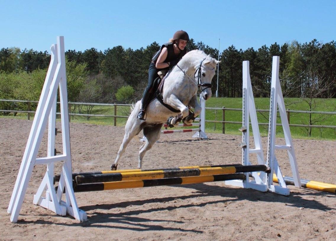 Arabisk fuldblod (OX) Ho-Cosmo billede 23