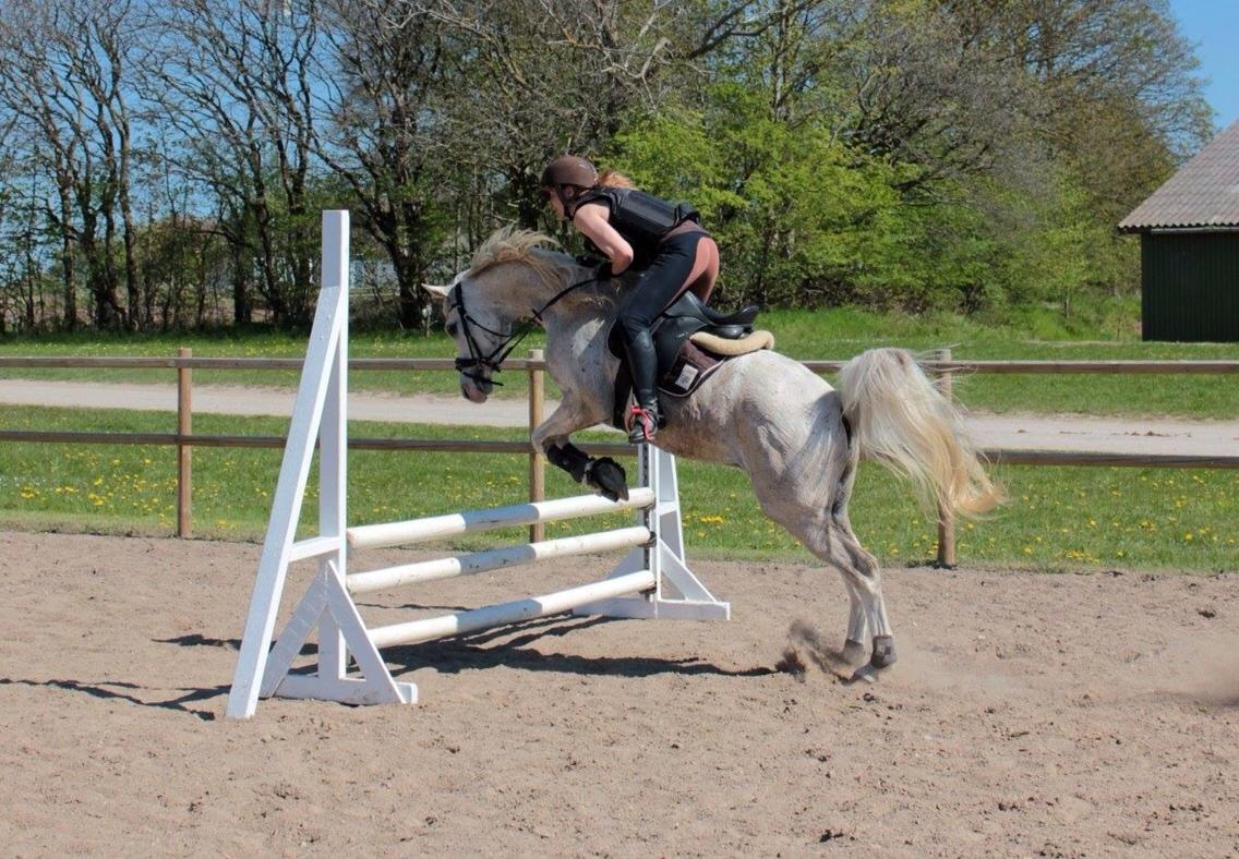 Arabisk fuldblod (OX) Ho-Cosmo billede 25