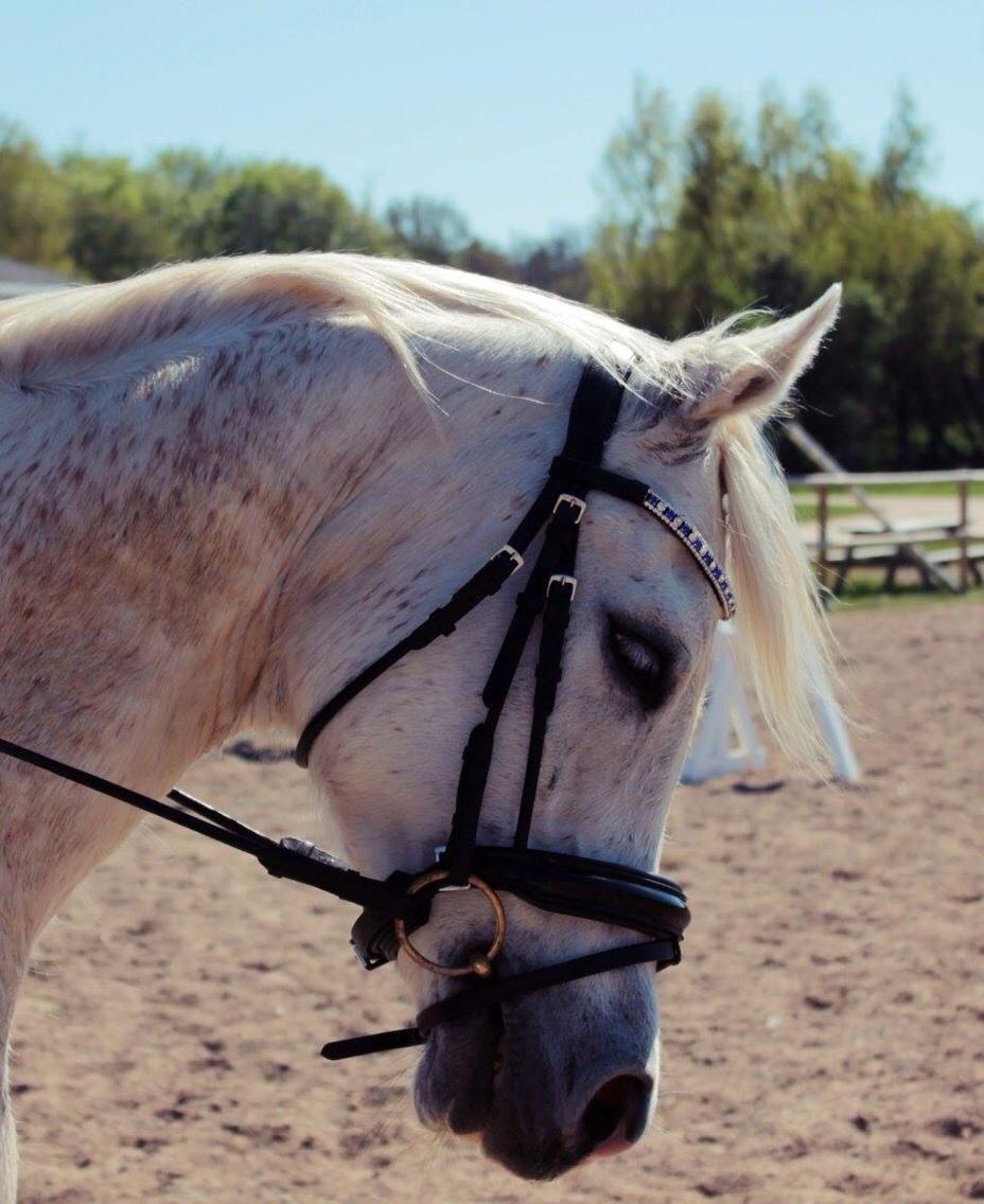 Arabisk fuldblod (OX) Ho-Cosmo billede 28