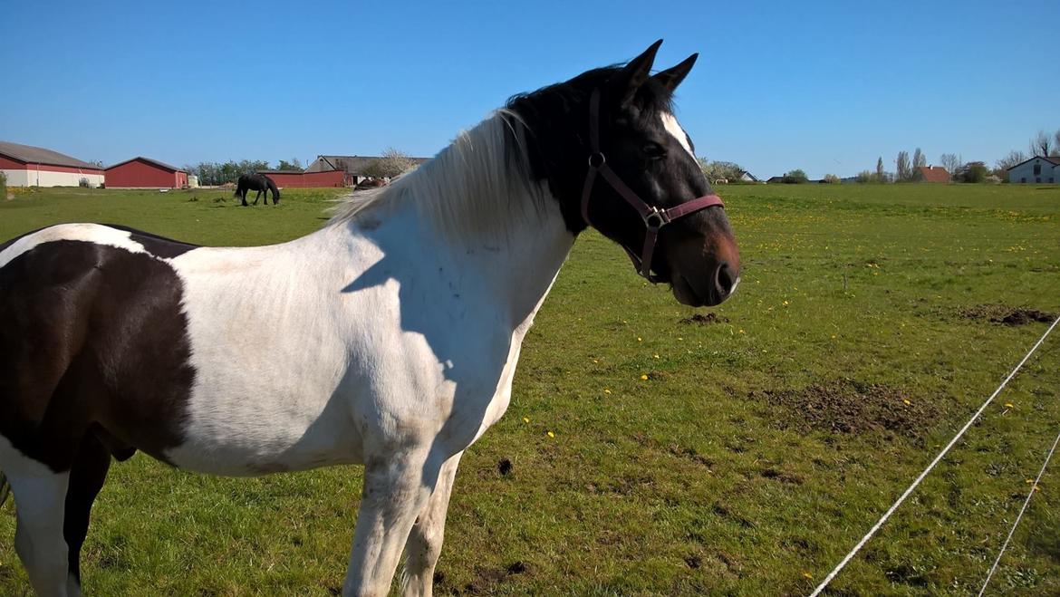 Anden særlig race Sofus  billede 1