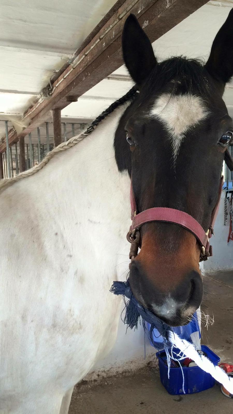 Anden særlig race Sofus  - Sofus 💚 billede 3