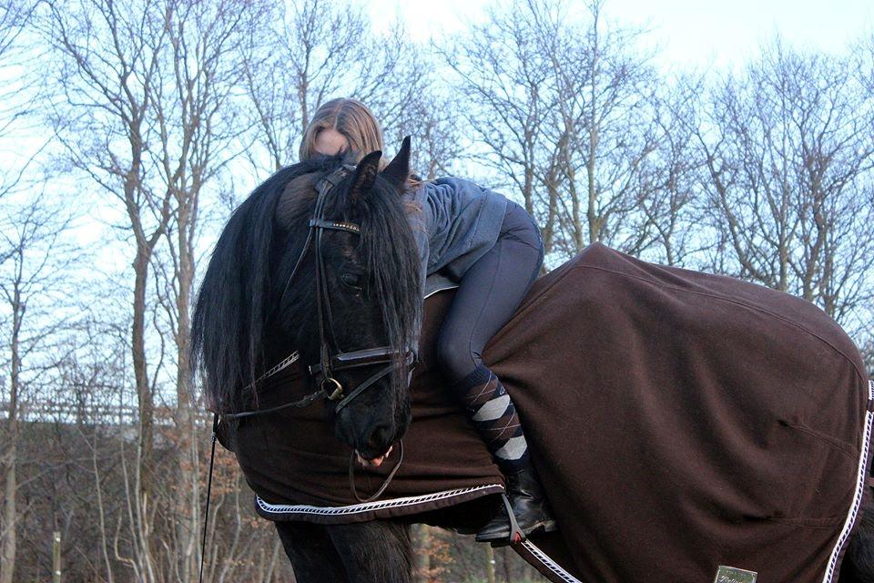 Barockpinto Kastell billede 2