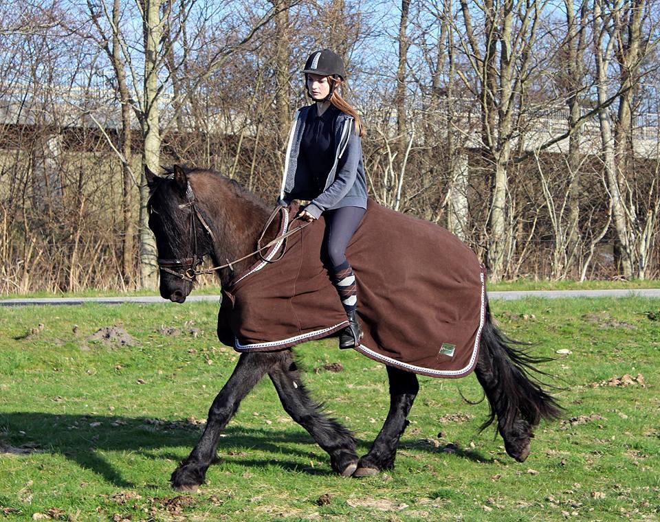 Barockpinto Kastell billede 5