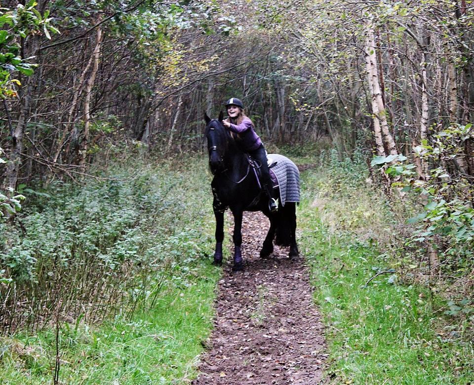 Barockpinto Kastell billede 6