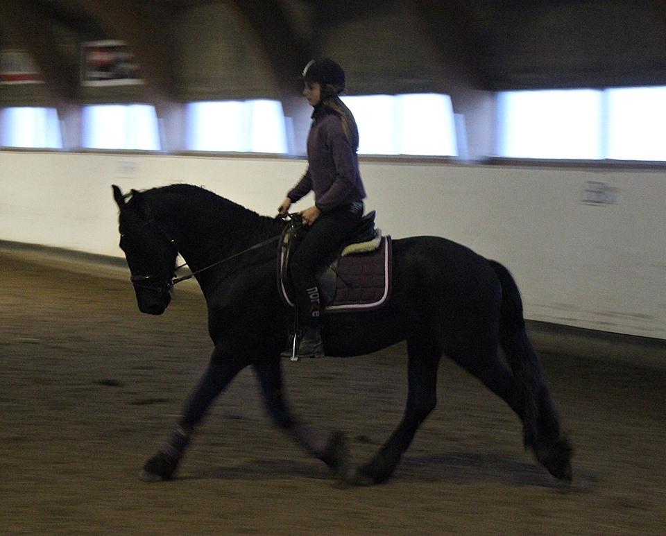 Barockpinto Kastell billede 7