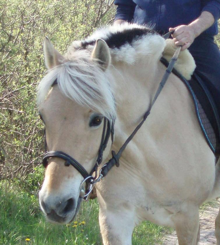 Fjordhest Vrå nikita - 1. tur på Nikita 7 Maj 2016 billede 4