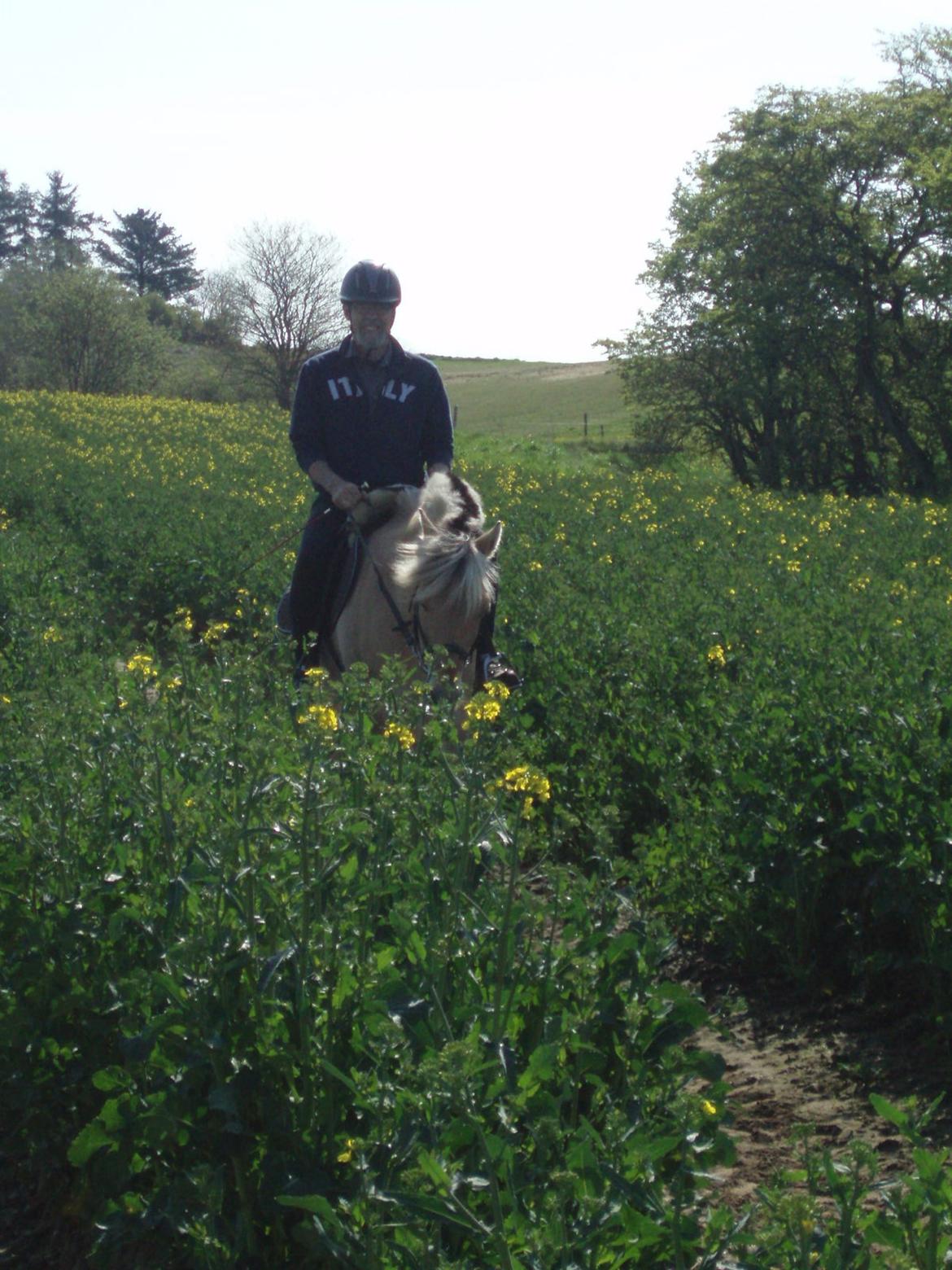 Fjordhest Vrå nikita billede 31