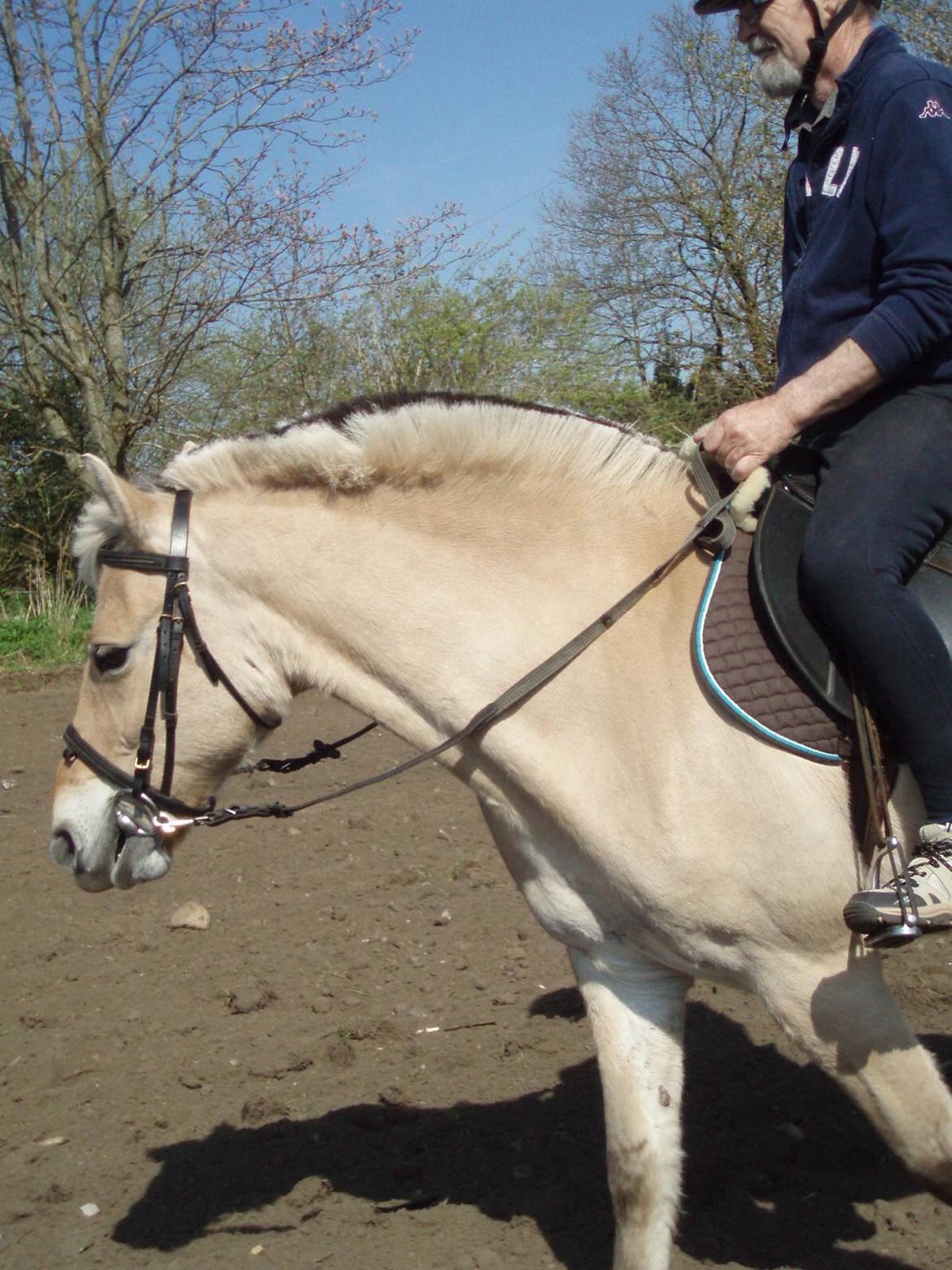 Fjordhest Vrå nikita billede 20