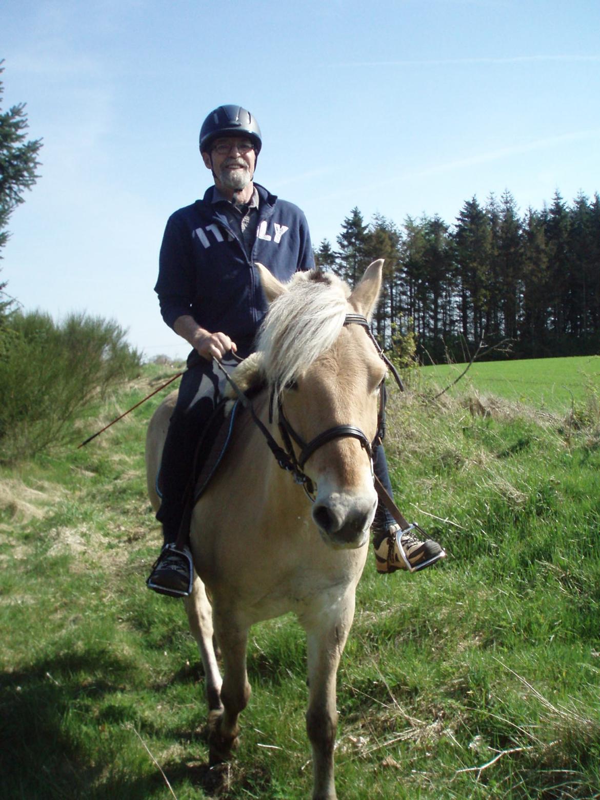 Fjordhest Vrå nikita billede 35