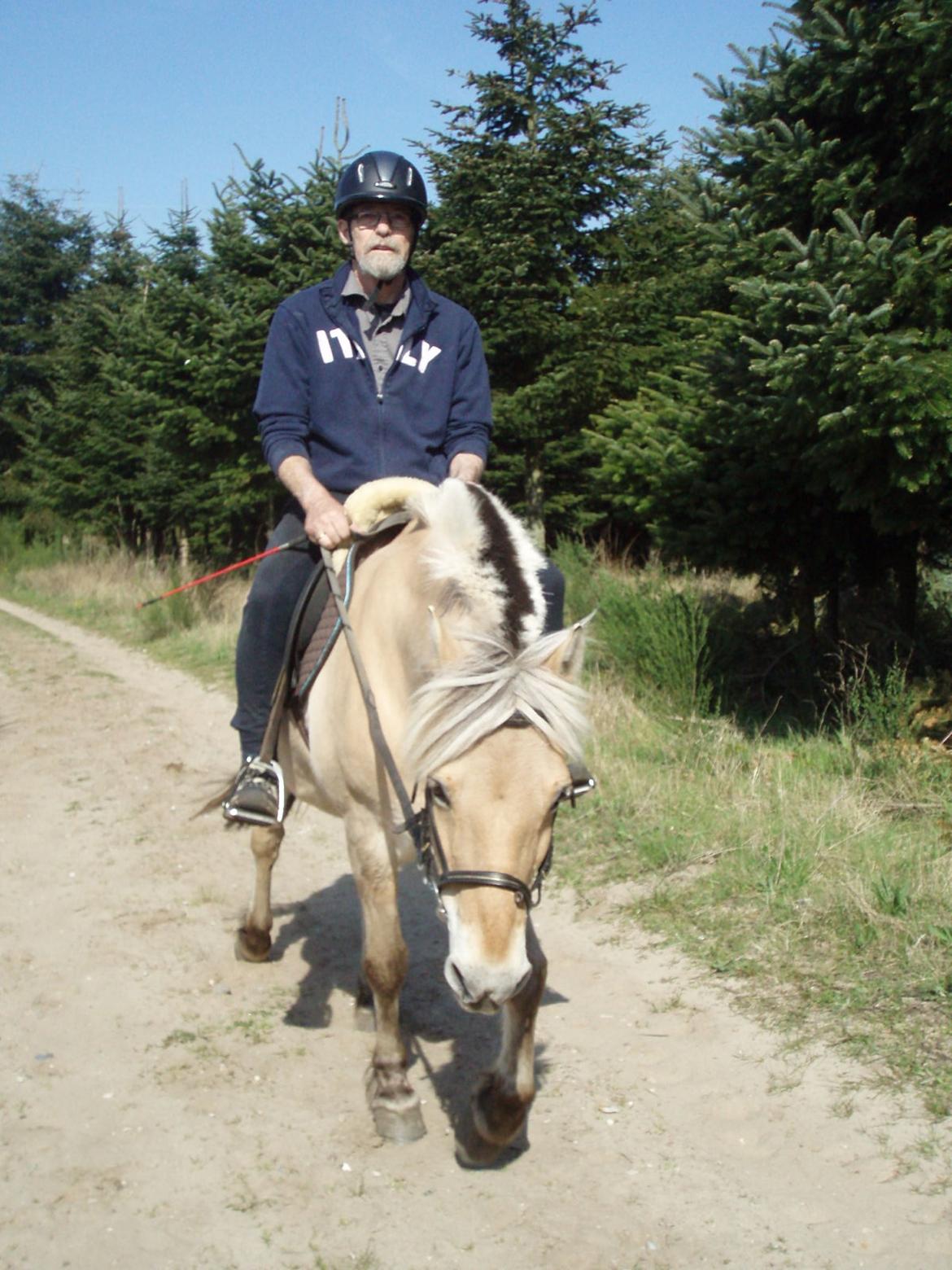 Fjordhest Vrå nikita billede 41