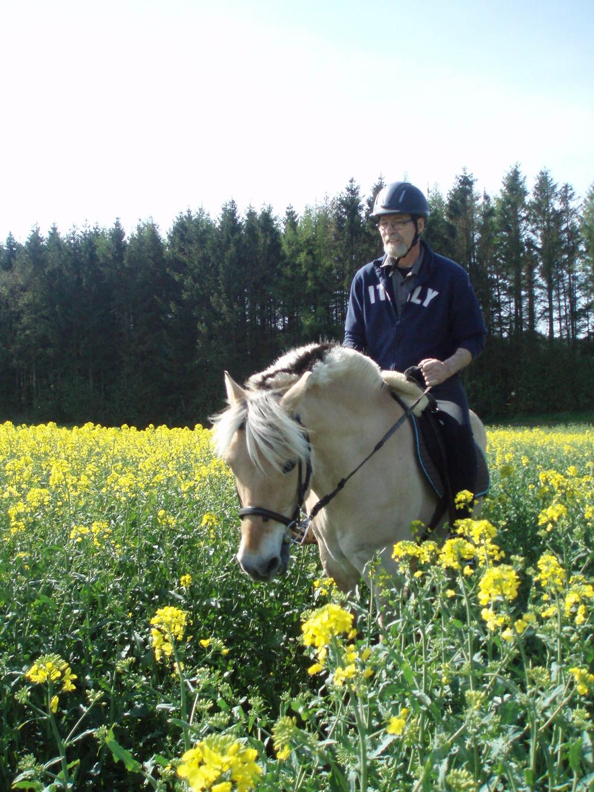 Fjordhest Vrå nikita - 1.ridetur billede 12