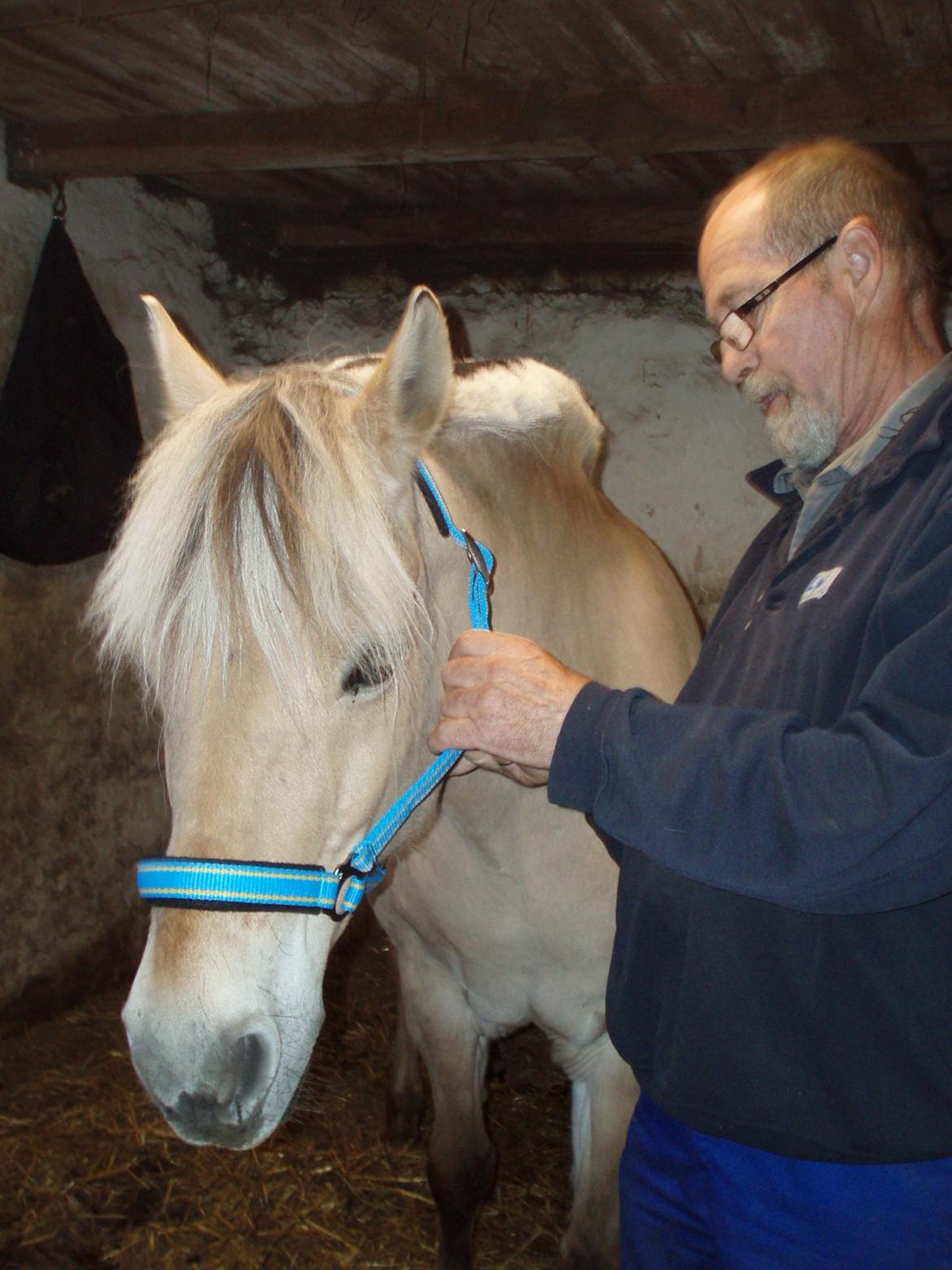 Fjordhest Vrå nikita - Ny grime8 Maj 2016 billede 14