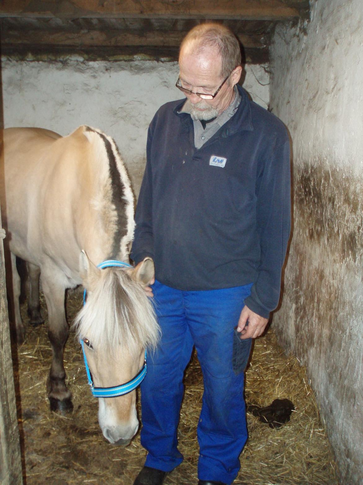 Fjordhest Vrå nikita billede 29