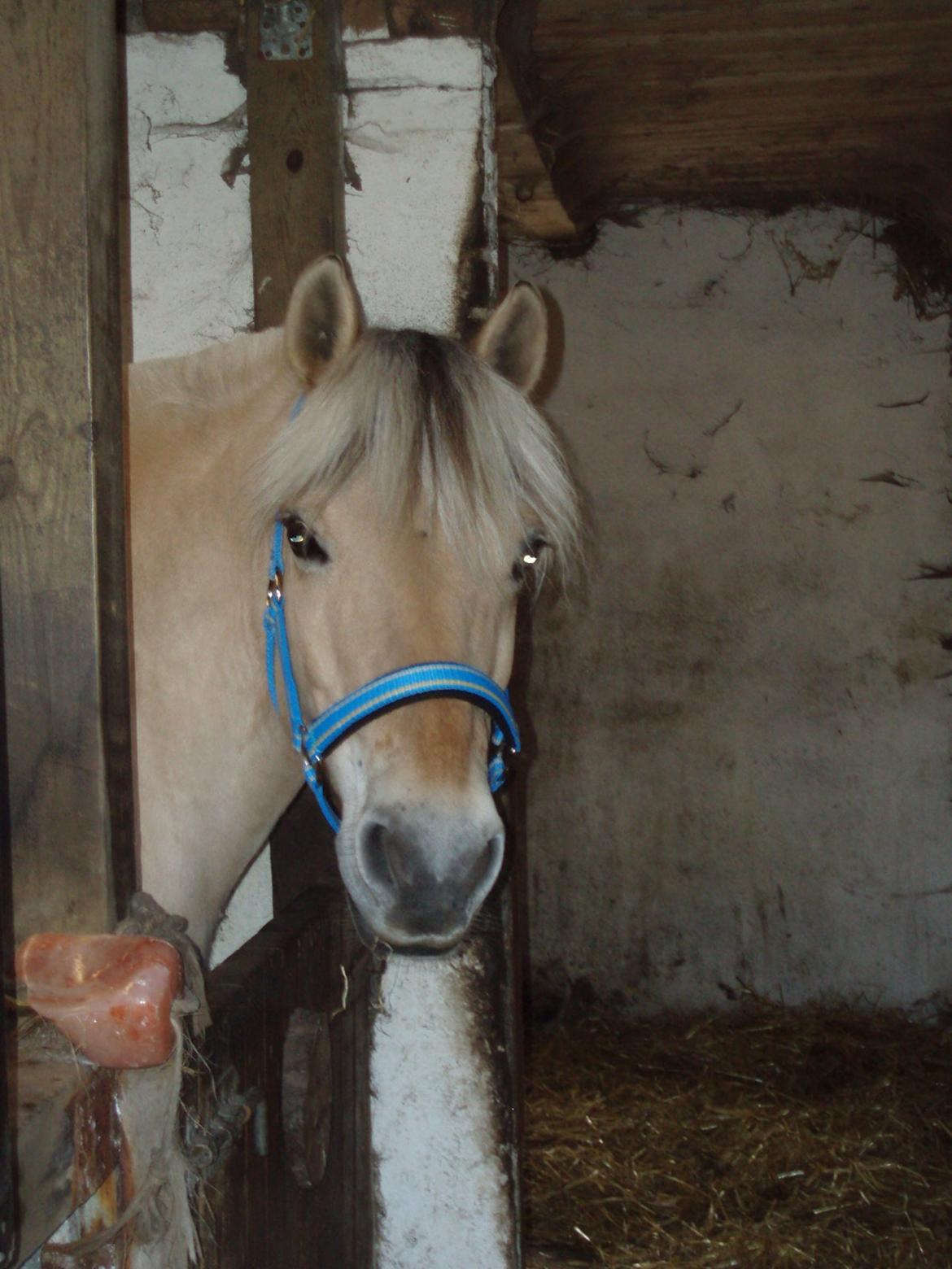 Fjordhest Vrå nikita - Hjemme ved os første morgen 8 Maj 2016 billede 5