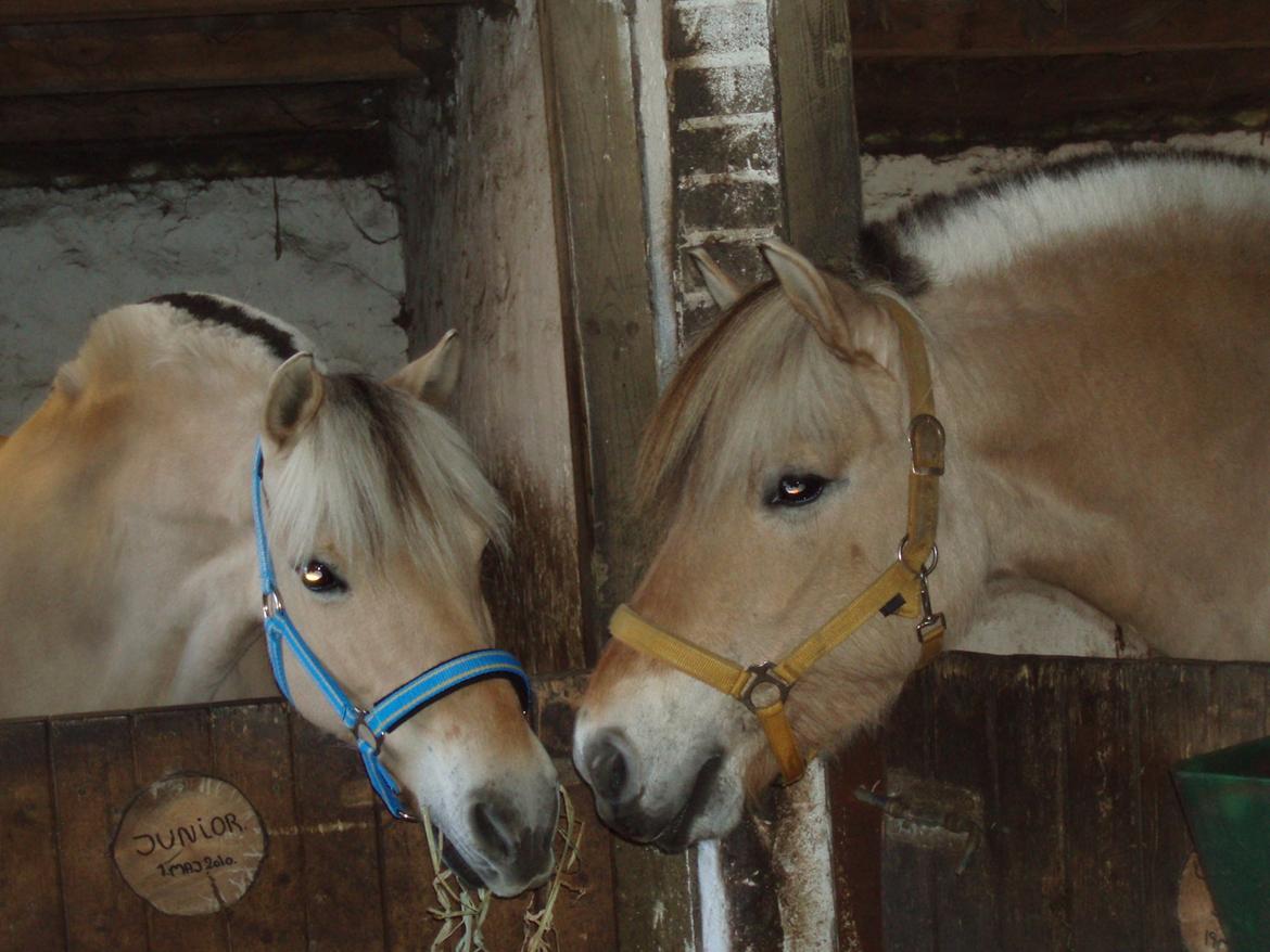 Fjordhest Vrå nikita - pænt goddag mit navn er Nikita og du er?? billede 13