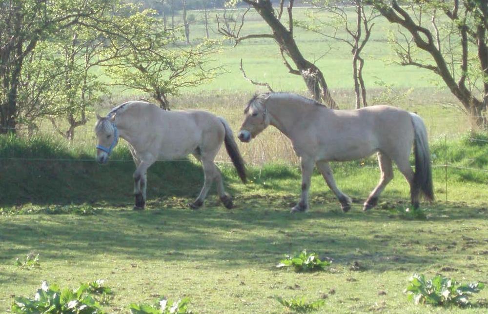 Fjordhest Vrå nikita billede 21