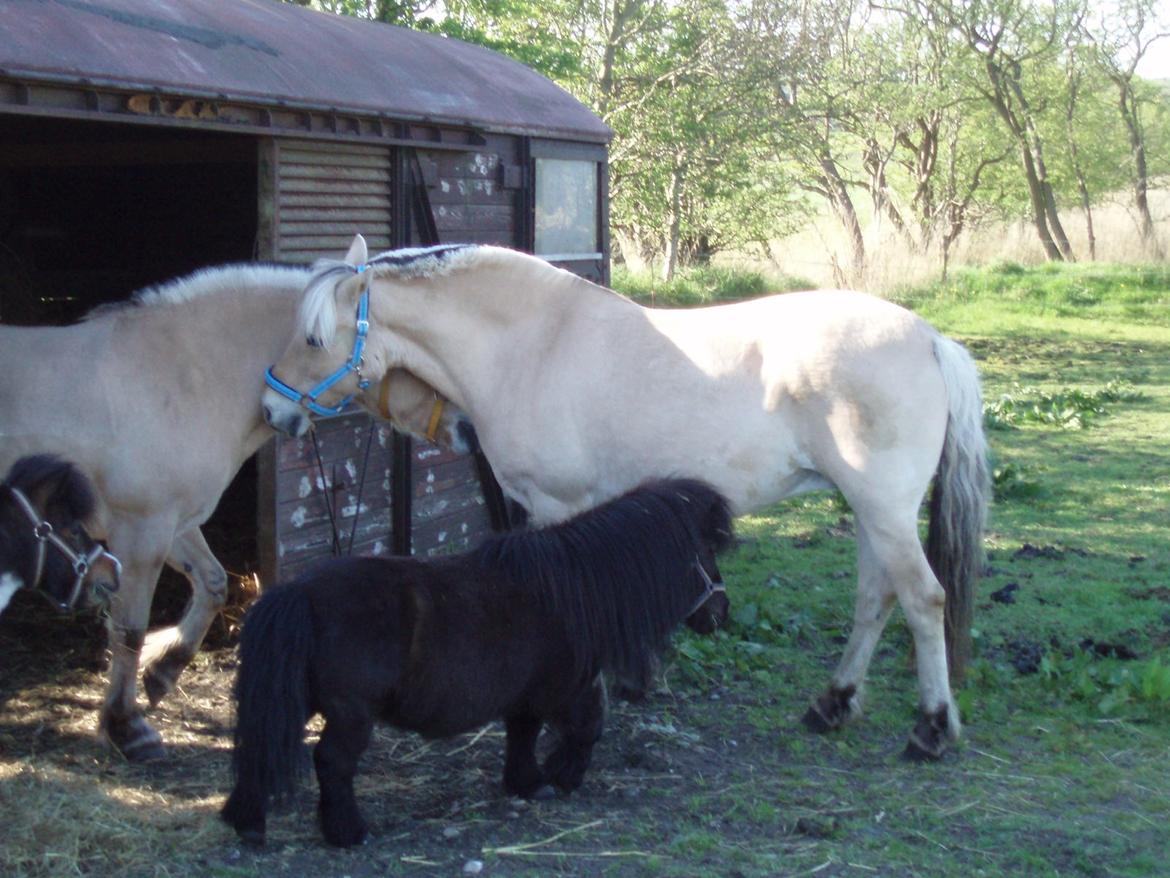 Fjordhest Vrå nikita - Hilsen på klikken her billede 30