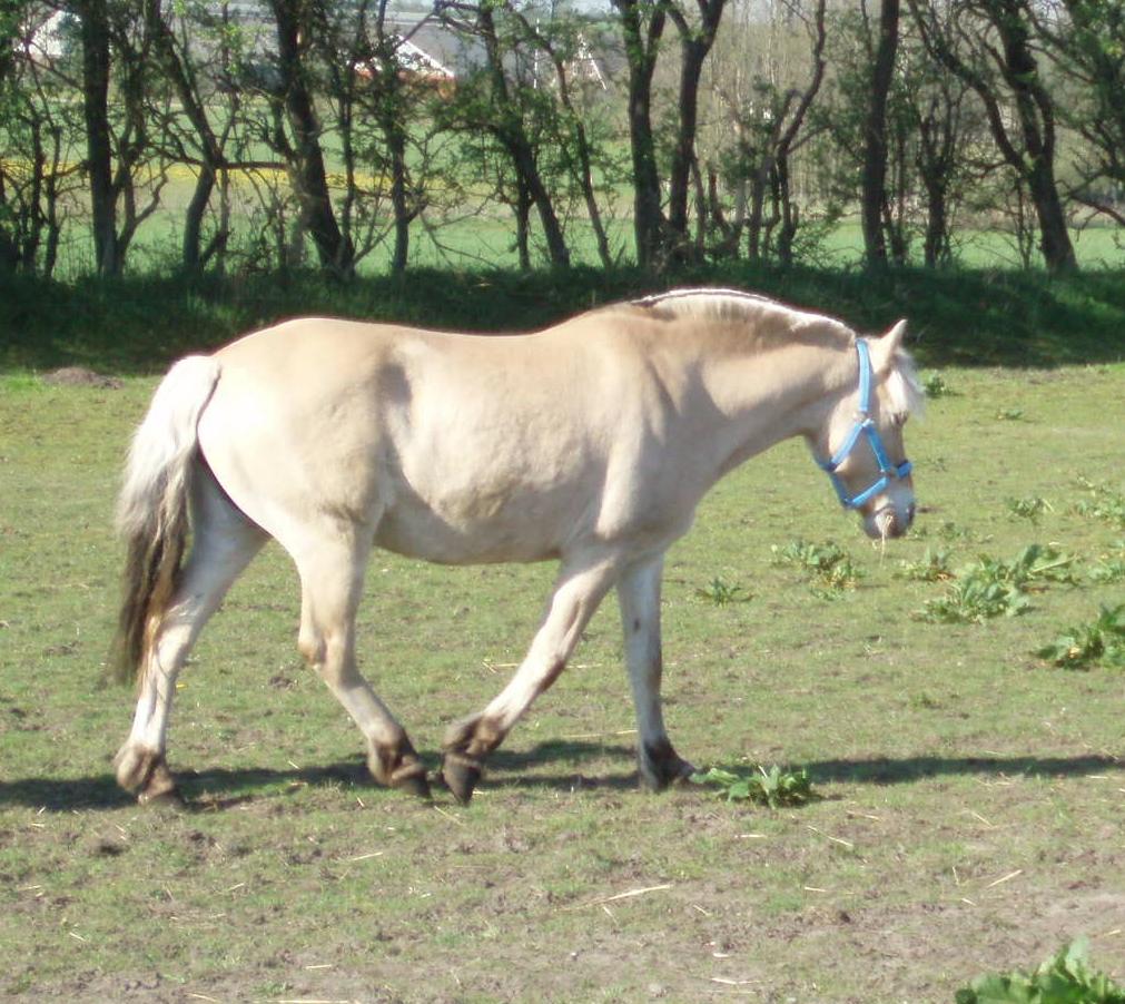Fjordhest Vrå nikita billede 33