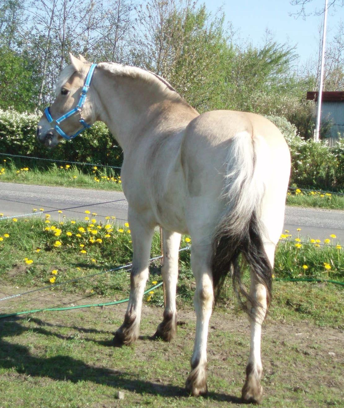 Fjordhest Vrå nikita billede 36