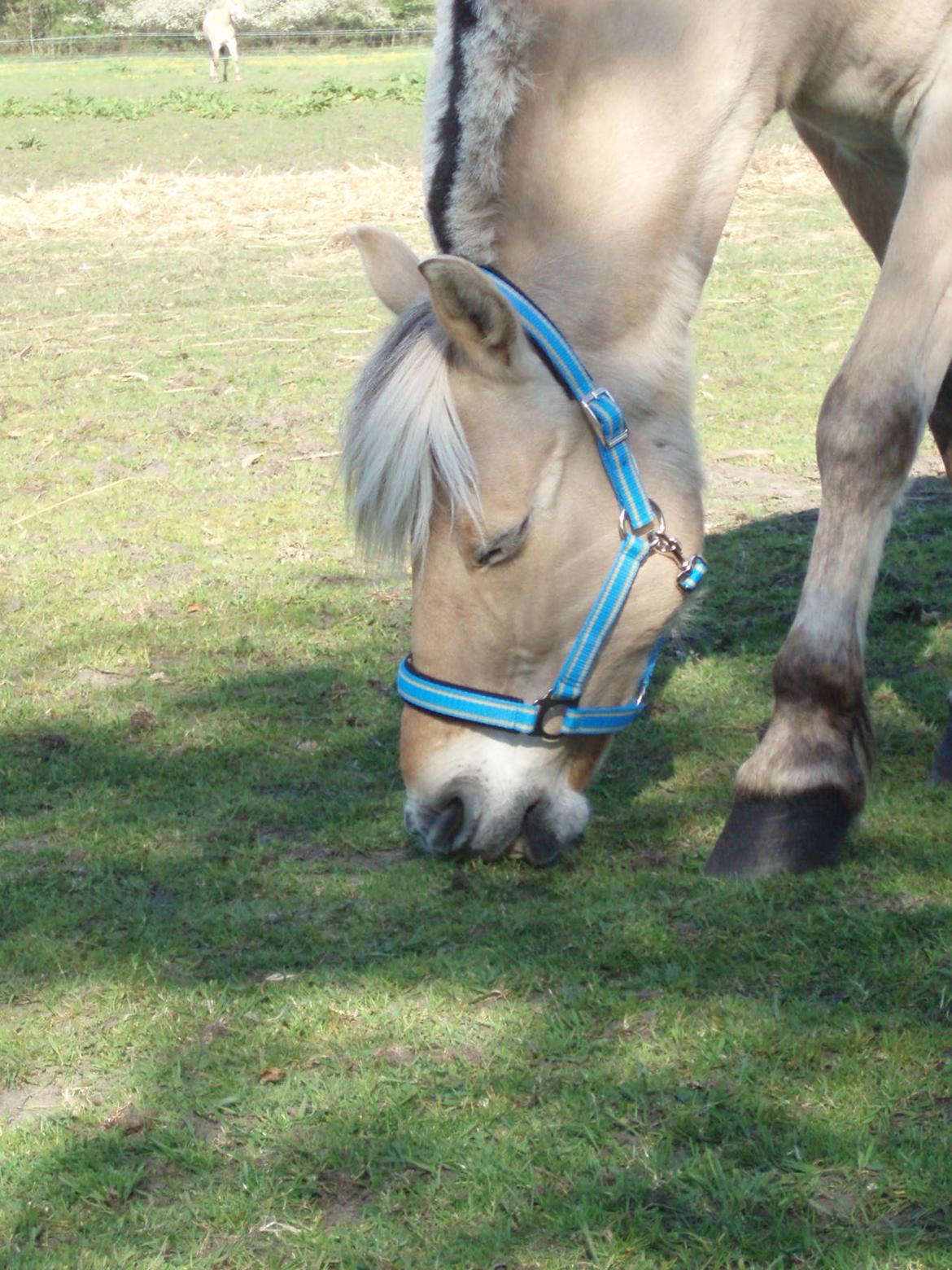Fjordhest Vrå nikita billede 37