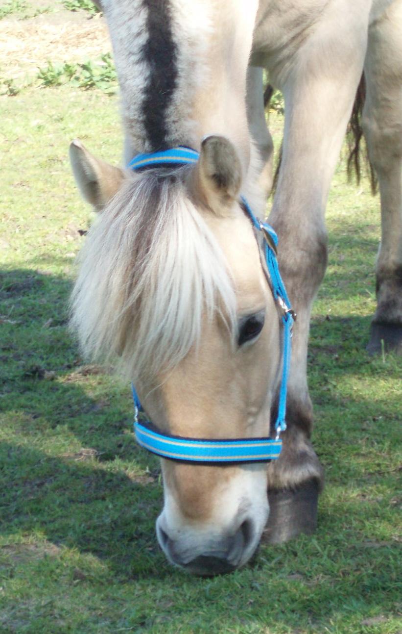 Fjordhest Vrå nikita - hjemme i marken 8 Maj 2016 billede 10
