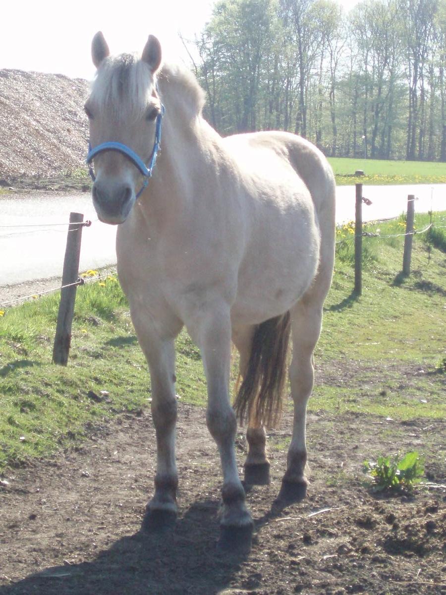 Fjordhest Vrå nikita billede 17