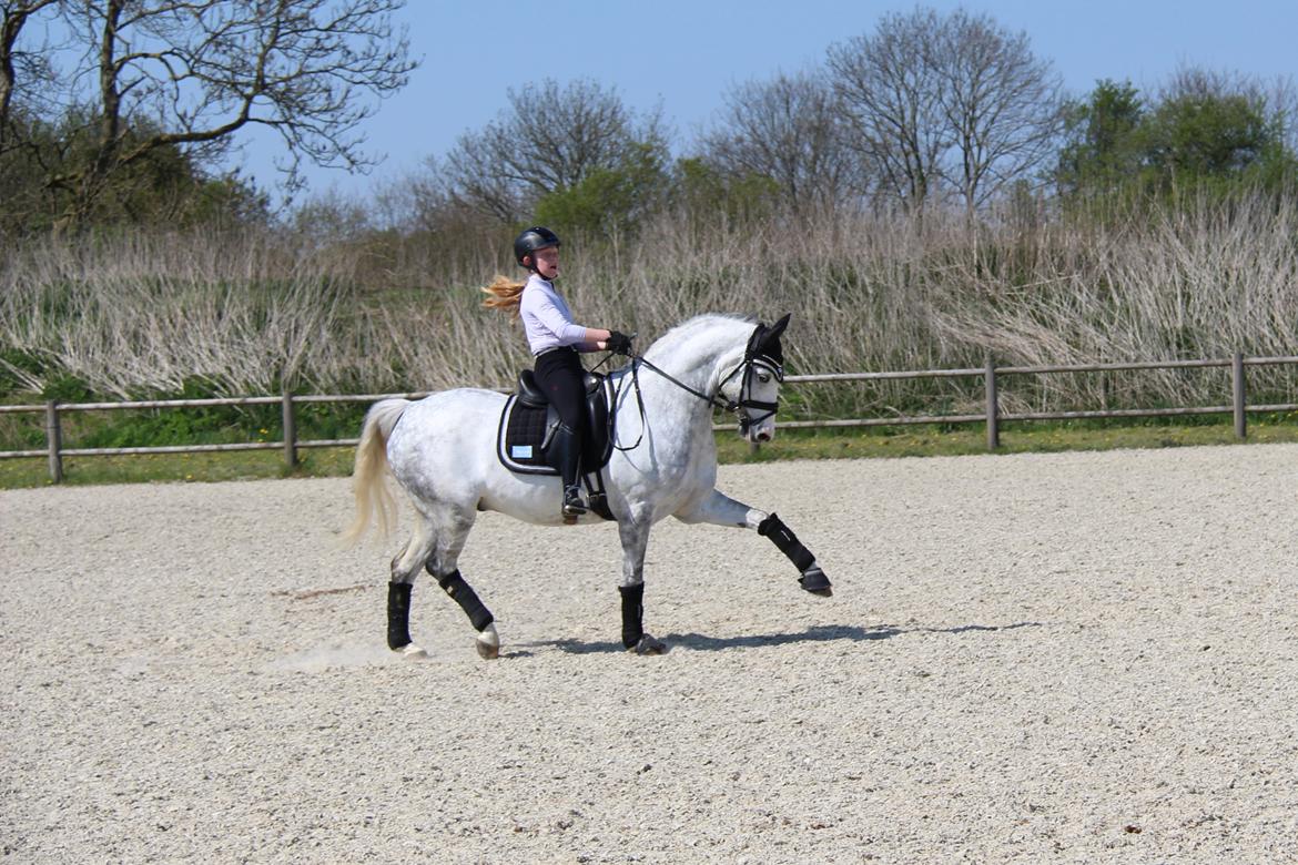 Svensk Sportspony  Uriah Heep A pony billede 12