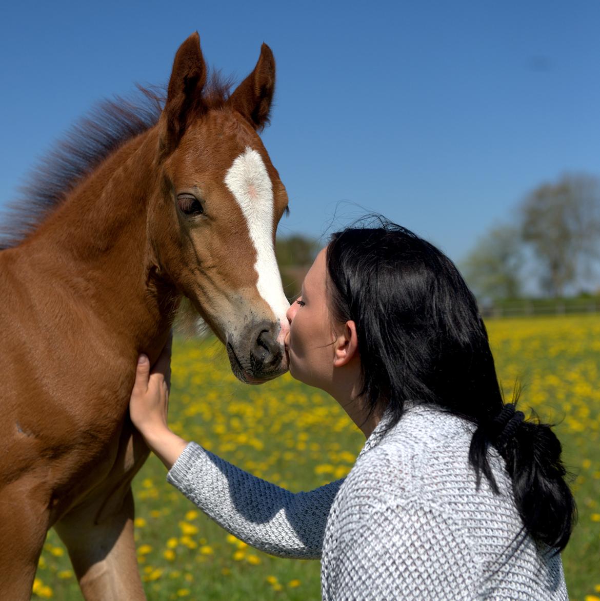 Welsh Cob (sec D) Royal Gogo  - 3 uger gammel - billede er taget af Cathrine Borgsted.  billede 1
