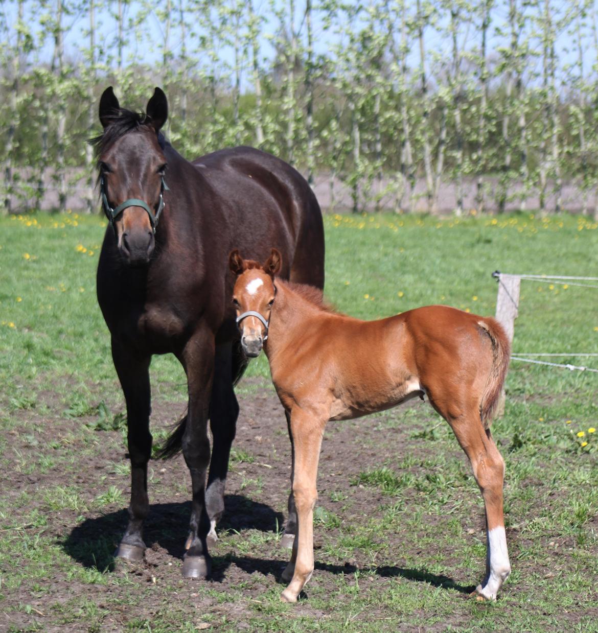 Trakehner Atlina - Mor og datter billede 6