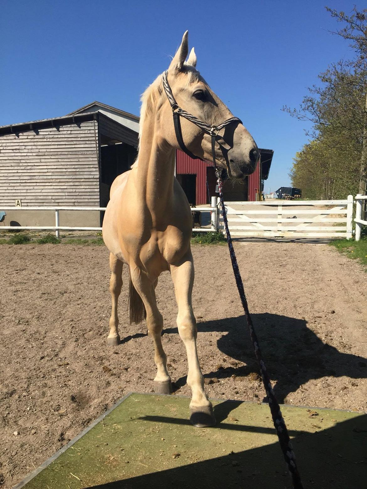 Palomino Soevangs CK One - Trailer træning.. billede 2