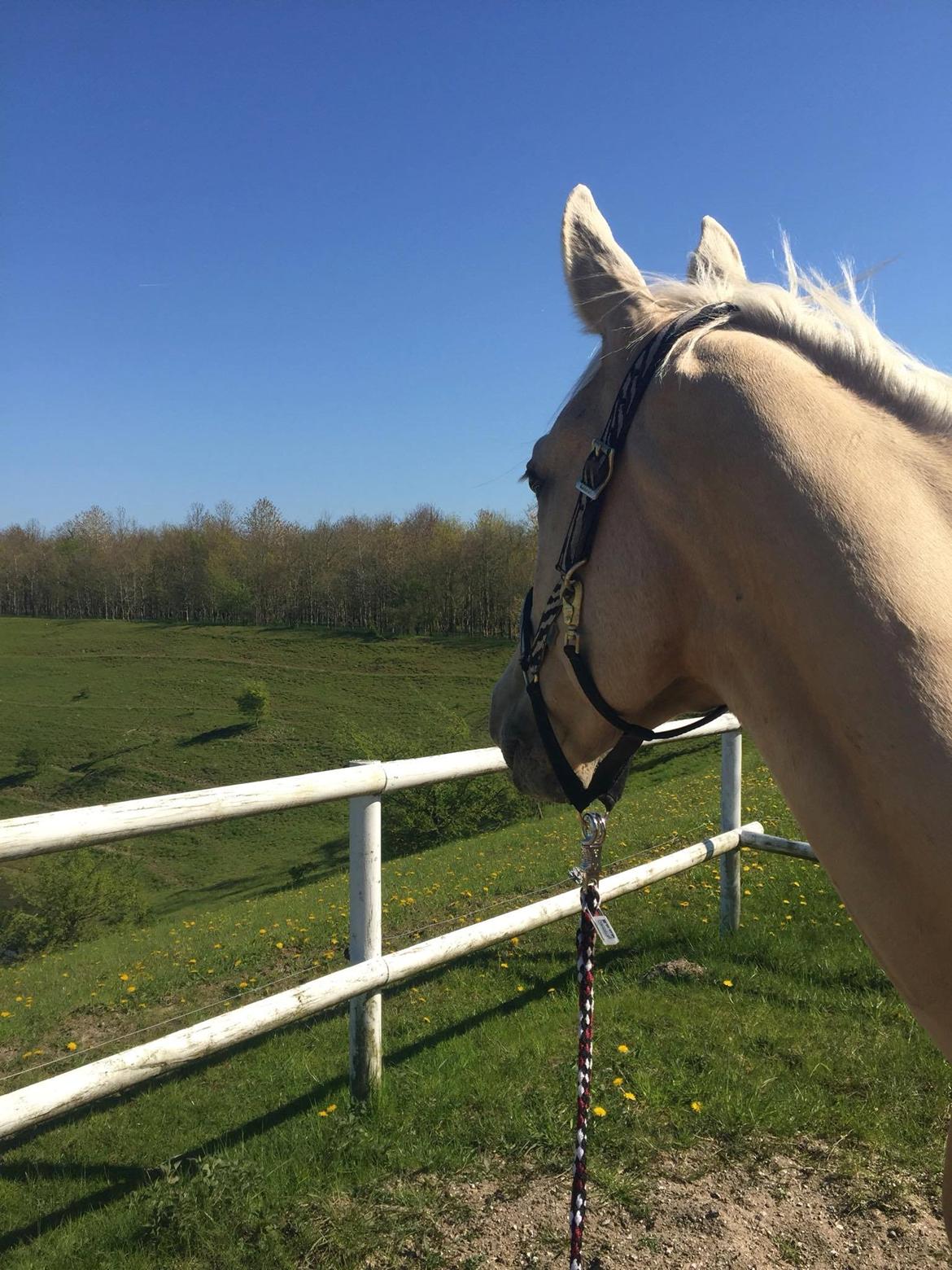 Palomino Soevangs CK One - Kigger efter dårdyr.. billede 4
