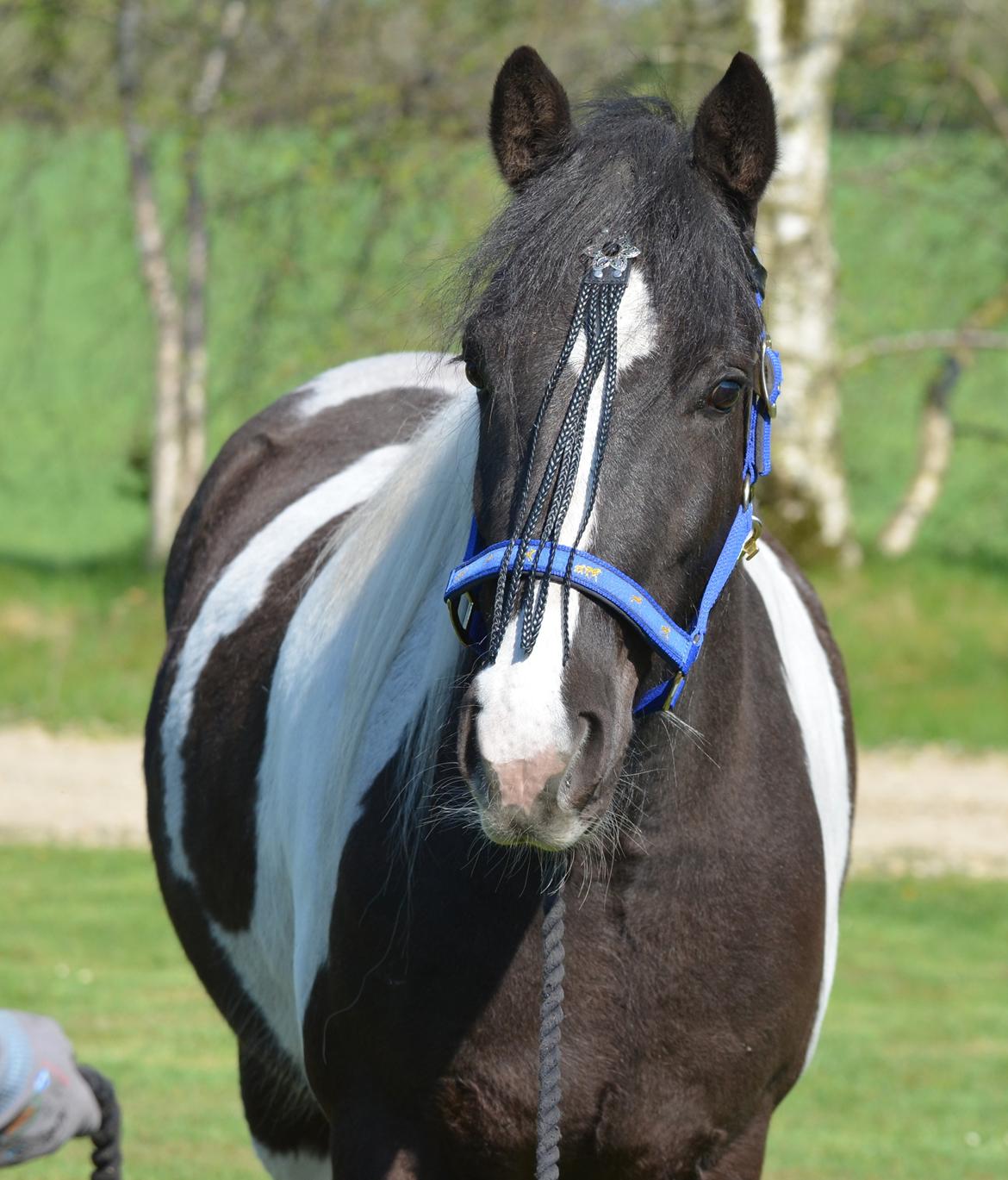 Irish Cob Crossbreed Blue Cheval Inesto (Tidl ) Pony - Mors lille charme trold :) billede 3