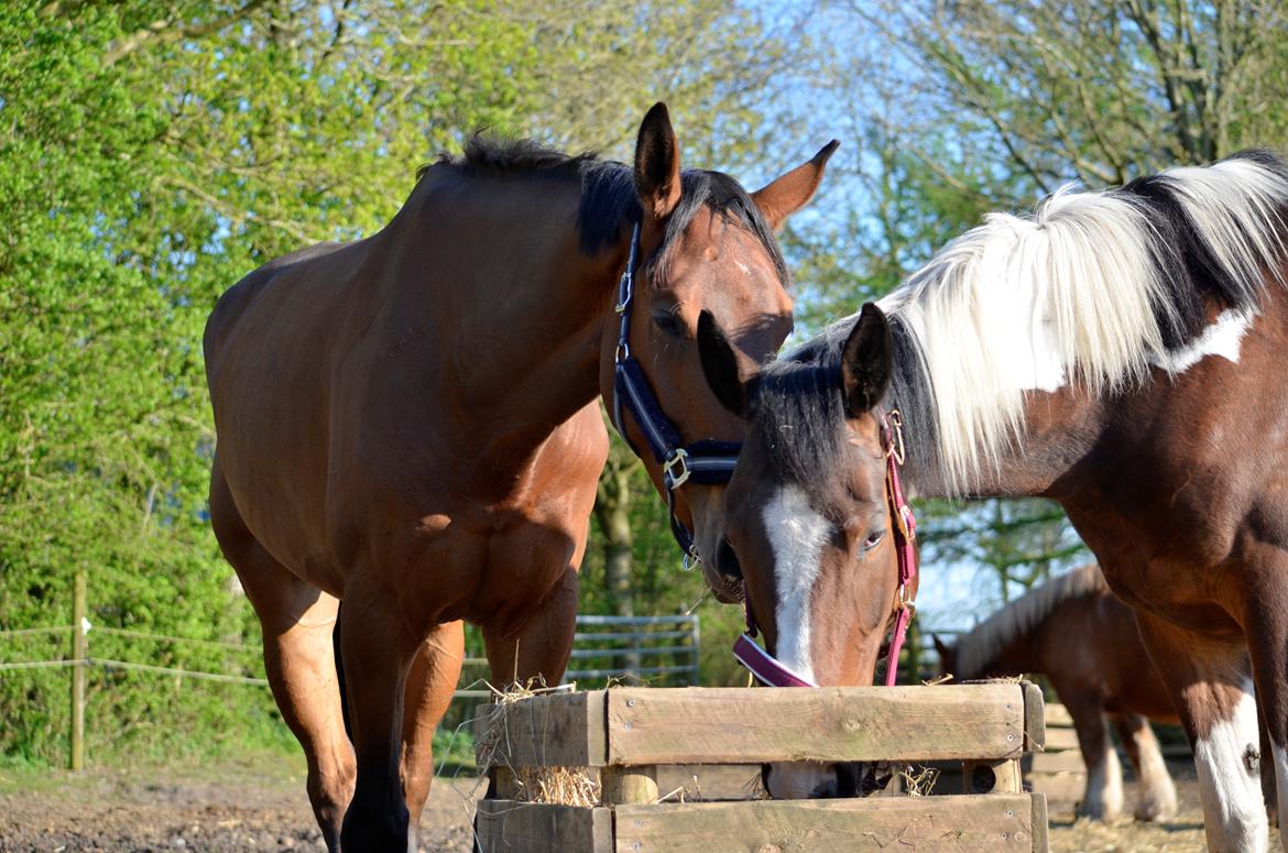 Pinto Elmegårdens Prada - 08/05-16 billede 20