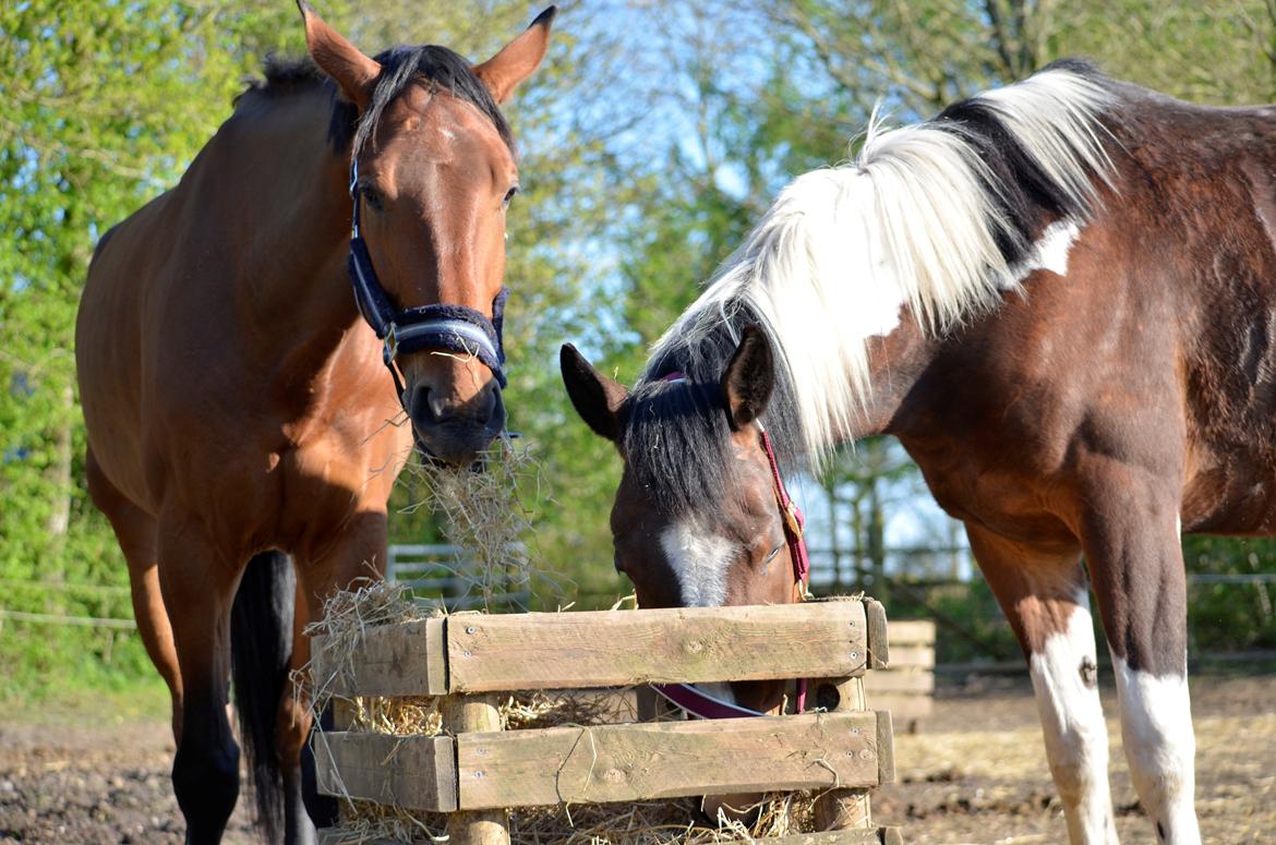 Anden særlig race Enghavegaards Fifty Cent - 8/5-16 - nye bedste foldvenner :) billede 7