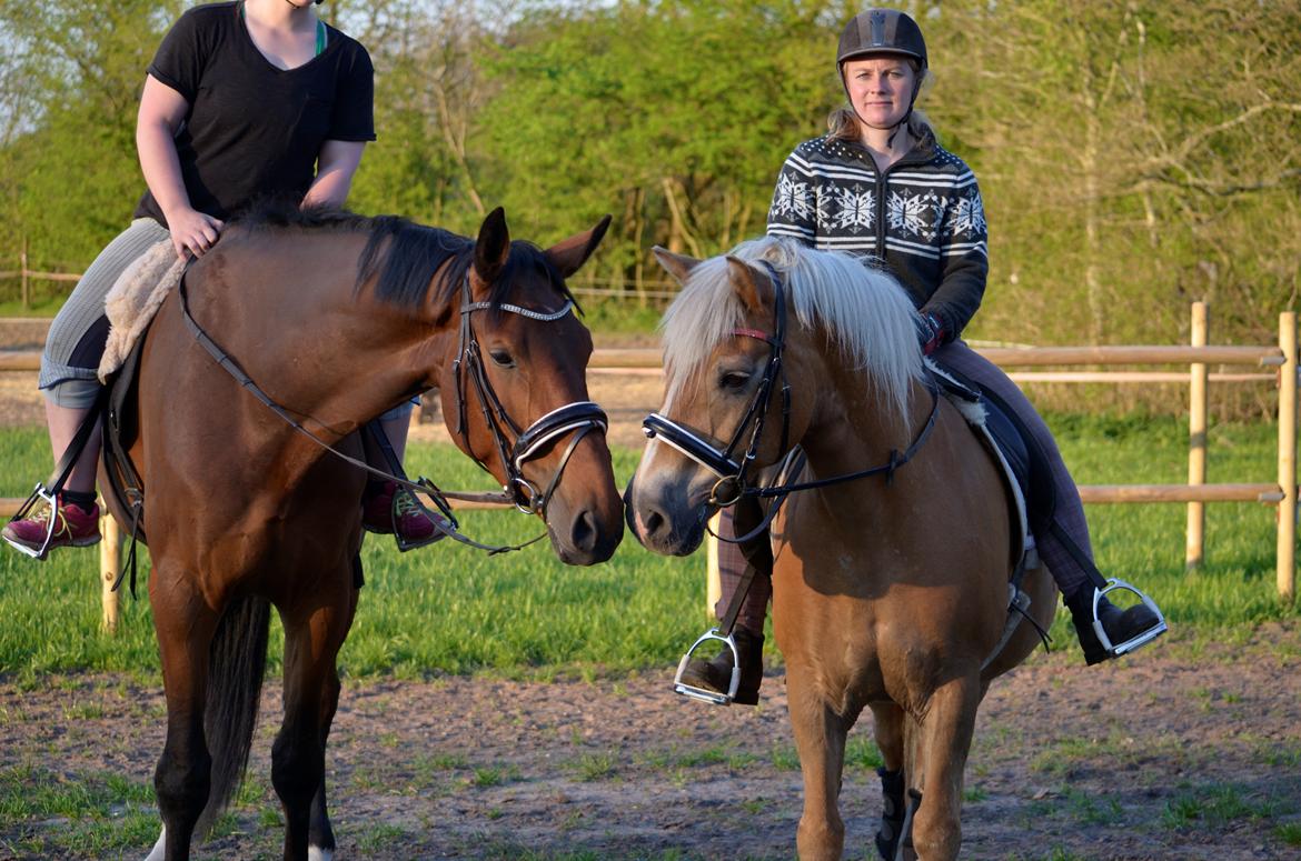 Anden særlig race Enghavegaards Fifty Cent - 8/5-16 - nogle gange kan de to nu godt enes billede 8
