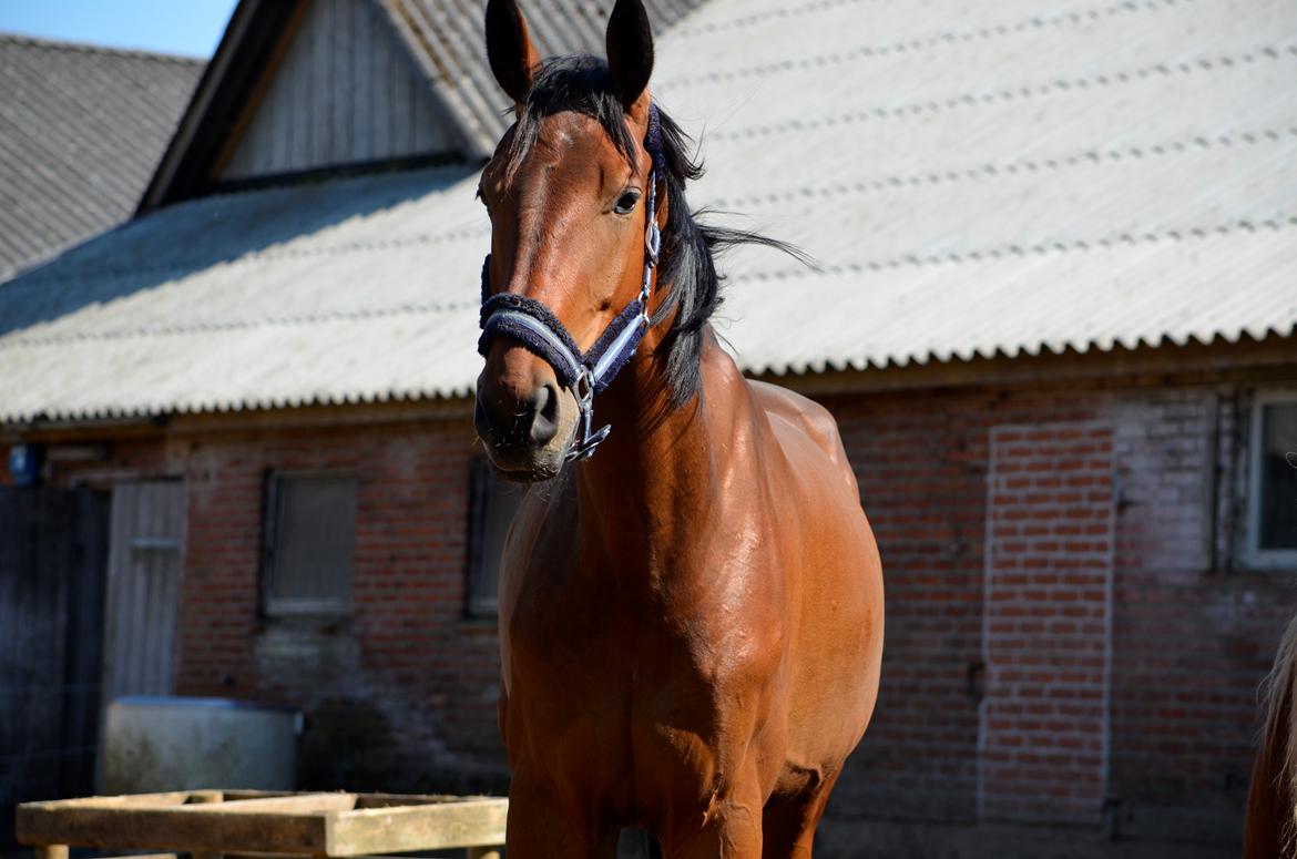 Anden særlig race Enghavegaards Fifty Cent - 8/5-16 billede 9