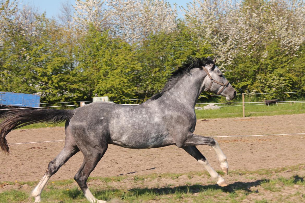 Dansk Varmblod Quality Sun AX  HINGST billede 19