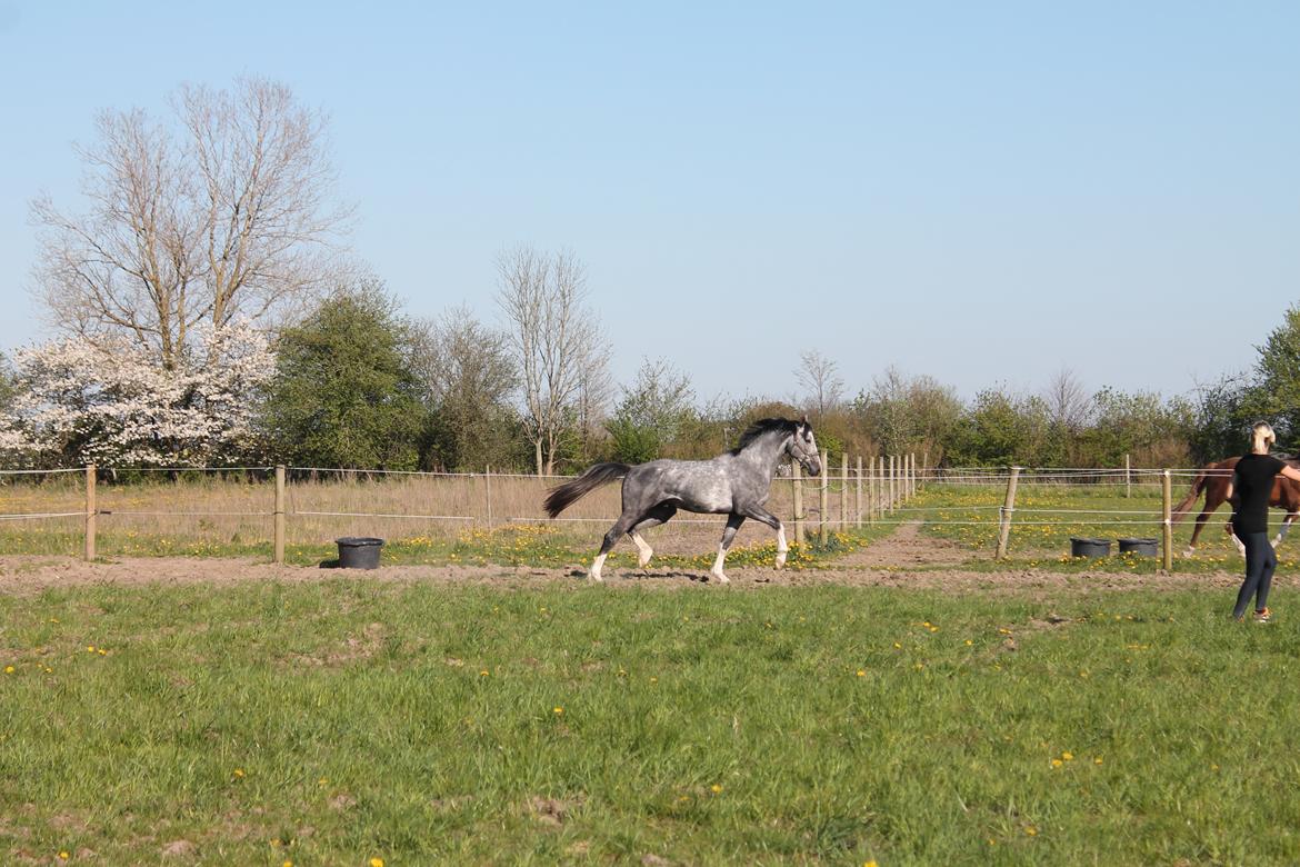 Dansk Varmblod Quality Sun AX  HINGST billede 27