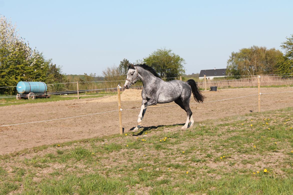 Dansk Varmblod Quality Sun AX  HINGST billede 9