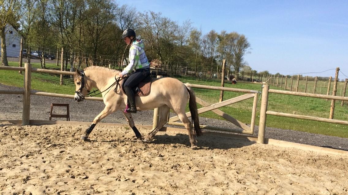 Fjordhest Munkegårdens sille billede 26