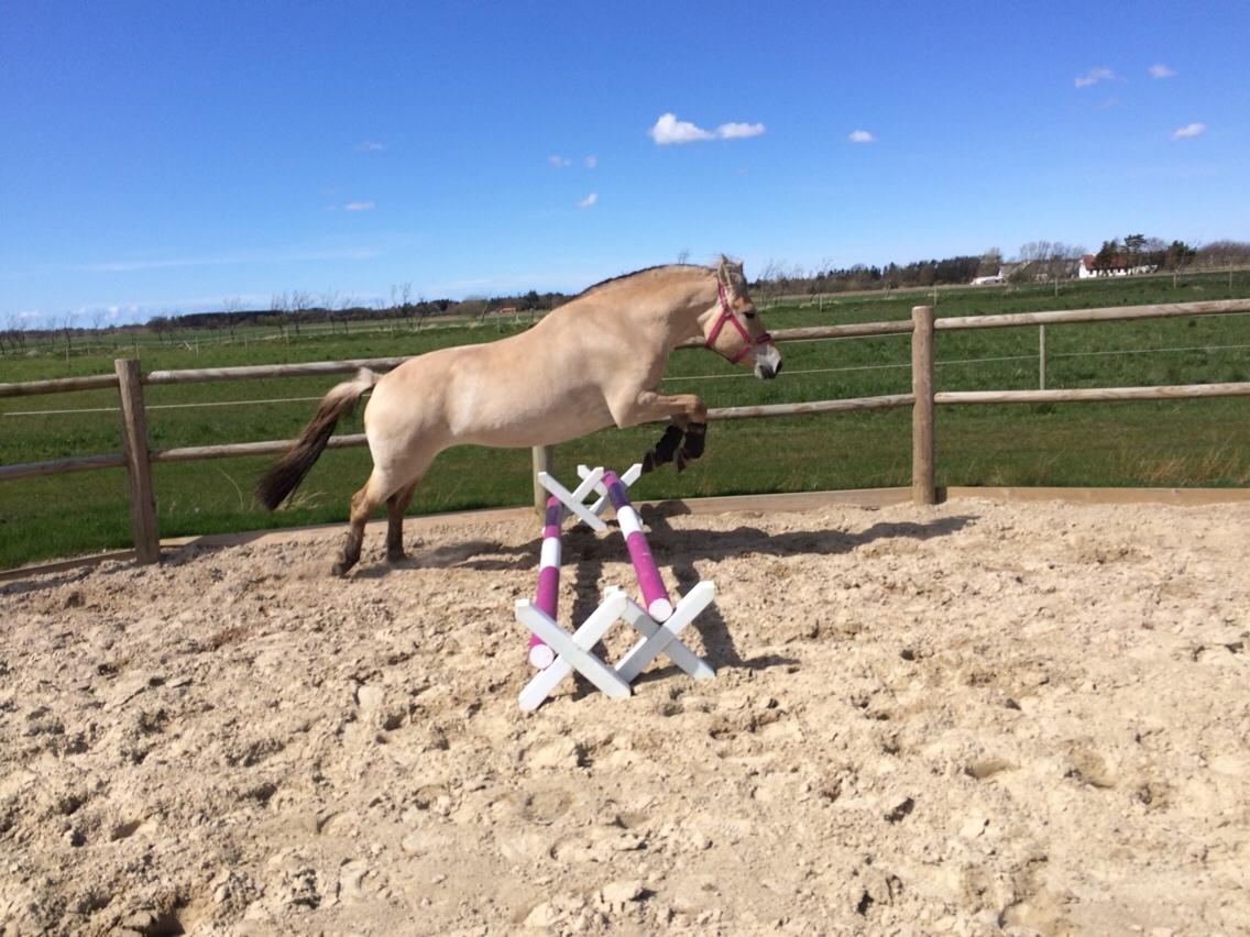 Fjordhest Munkegårdens sille billede 31