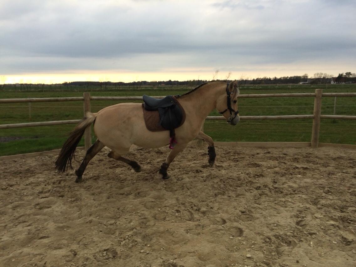 Fjordhest Munkegårdens sille billede 33