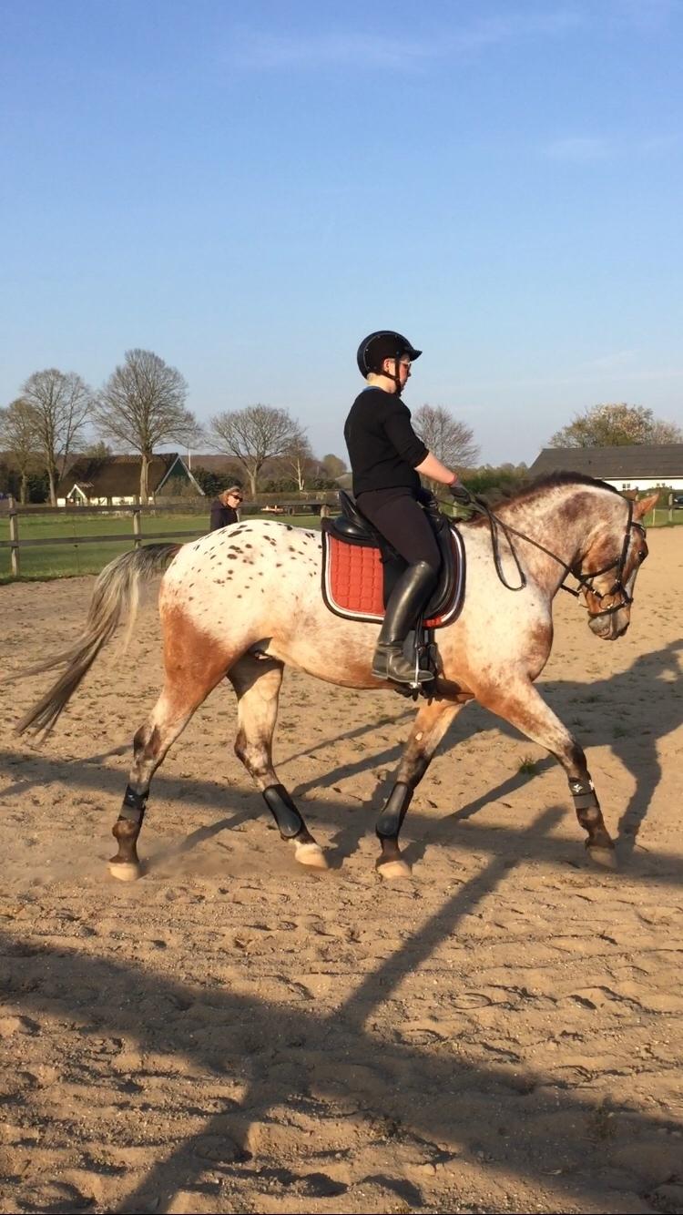 Anden særlig race Titon - Kong Triton SOLGT billede 34