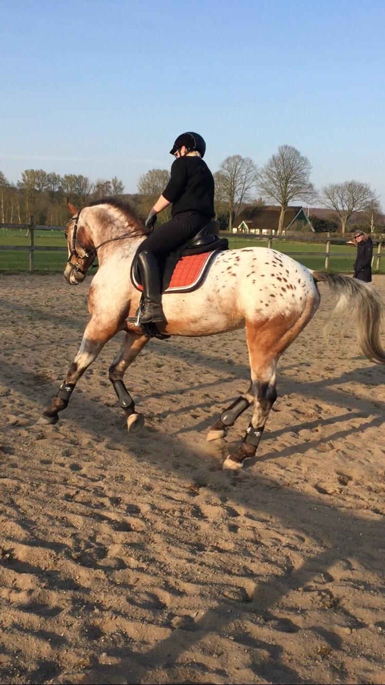 Anden særlig race Titon - Kong Triton SOLGT billede 35